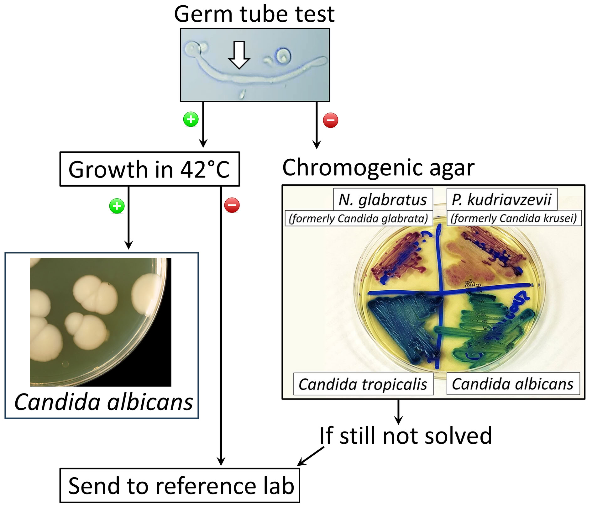 Algoritma identifikasi Candida (germ tube, suhu, chromogenic agar)